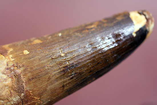 破格の136g!全長と周長がほぼ同じ!スピノサウルスの類まれな極太歯化石。(その13)