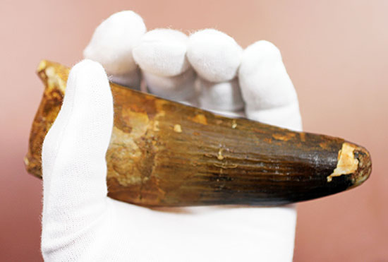 破格の136g!全長と周長がほぼ同じ!スピノサウルスの類まれな極太歯化石。(その14)
