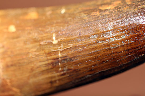 破格の136g!全長と周長がほぼ同じ!スピノサウルスの類まれな極太歯化石。(その15)