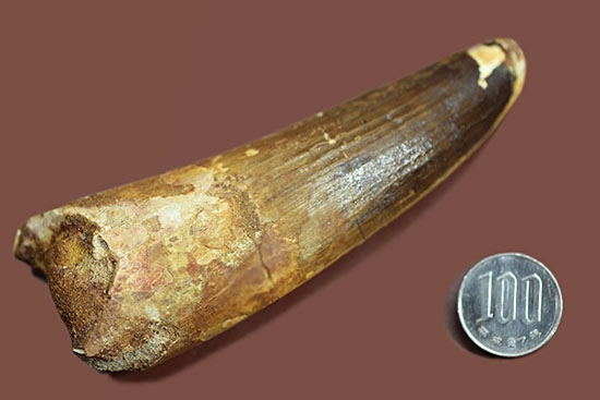 破格の136g!全長と周長がほぼ同じ!スピノサウルスの類まれな極太歯化石。(その16)