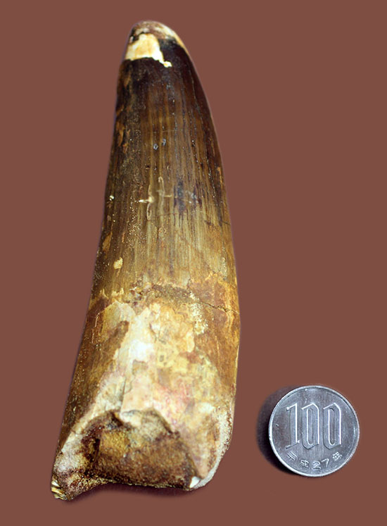 破格の136g!全長と周長がほぼ同じ!スピノサウルスの類まれな極太歯化石。(その17)