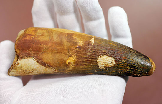 破格の136g!全長と周長がほぼ同じ!スピノサウルスの類まれな極太歯化石。(その3)