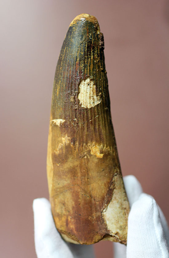 破格の136g!全長と周長がほぼ同じ!スピノサウルスの類まれな極太歯化石。(その4)