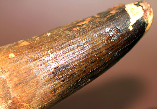 破格の136g!全長と周長がほぼ同じ!スピノサウルスの類まれな極太歯化石。(その6)