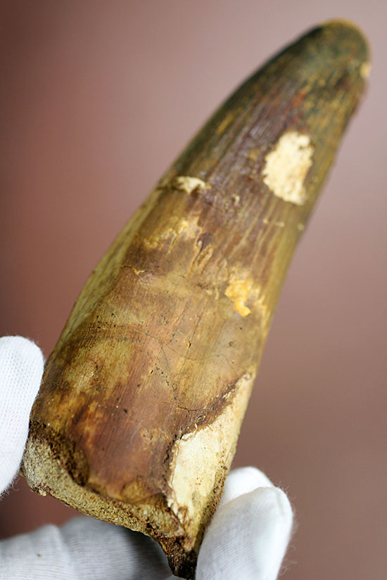 破格の136g!全長と周長がほぼ同じ!スピノサウルスの類まれな極太歯化石。(その8)