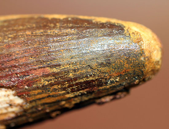 破格の136g!全長と周長がほぼ同じ!スピノサウルスの類まれな極太歯化石。(その9)