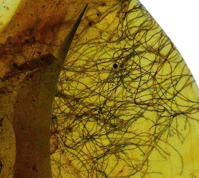 注目せざるを得ない！およそ１億年前の琥珀の内部に「毛」が内包！ミャンマー産琥珀、バーマイト（Burmite）（その1）