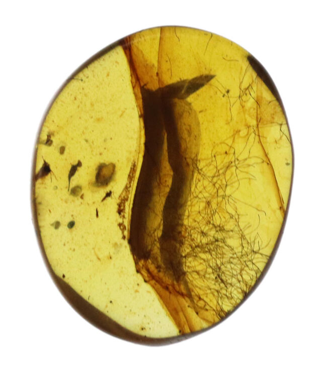 注目せざるを得ない！およそ１億年前の琥珀の内部に「毛」が内包！ミャンマー産琥珀、バーマイト（Burmite）（その2）