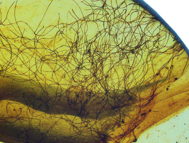 注目せざるを得ない！およそ１億年前の琥珀の内部に「毛」が内包！ミャンマー産琥珀、バーマイト（Burmite）（その5）