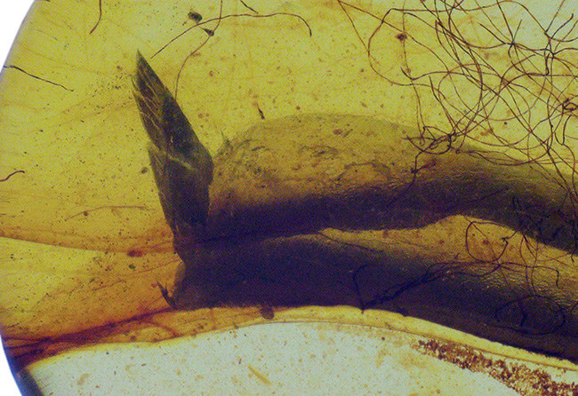 注目せざるを得ない！およそ１億年前の琥珀の内部に「毛」が内包！ミャンマー産琥珀、バーマイト（Burmite）（その6）