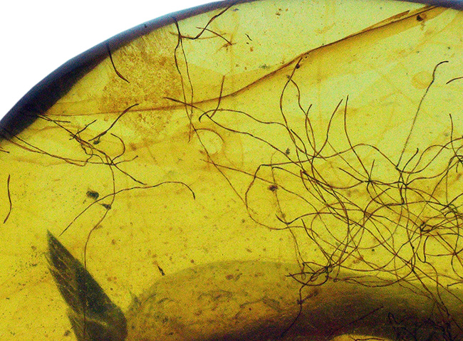 注目せざるを得ない！およそ１億年前の琥珀の内部に「毛」が内包！ミャンマー産琥珀、バーマイト（Burmite）（その7）