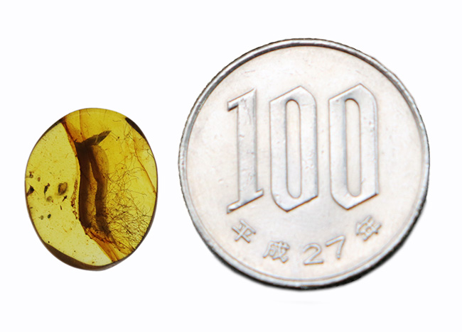 注目せざるを得ない!およそ1億年前の琥珀の内部に「毛」が内包!ミャンマー産琥珀、バーマイト(Burmite)(その9)