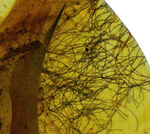注目せざるを得ない！およそ１億年前の琥珀の内部に「毛」が内包！ミャンマー産琥珀、バーマイト（Burmite）