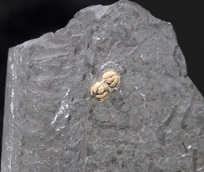 果たして君は三葉虫なのか?それとも・・・。アイレス(眼を持たない)三葉虫、ペロノプシス(Peronopsis)の化石(その1)