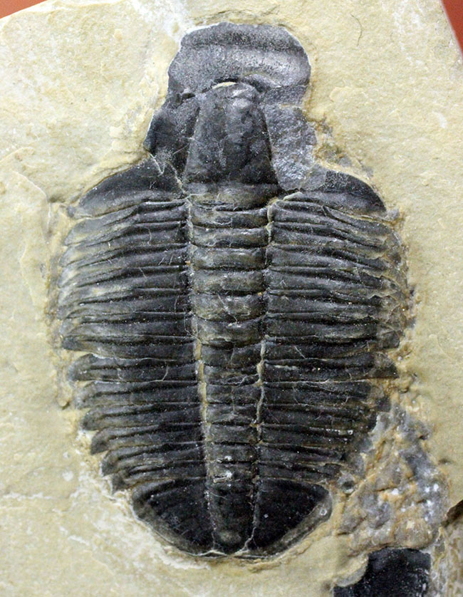 自由頬が欠損して分離している、米国ユタ州産三葉虫エルラシア・キンギ(Elrathia kingi)(その2)