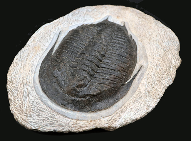 あなたの三葉虫コレクションの中心に据えて頂きたい！激レア三葉虫