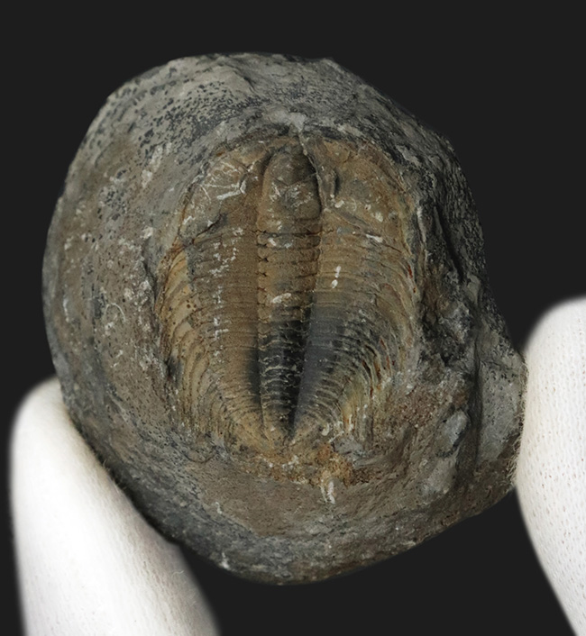 中国湖南省のカンブリア紀の地層から採集された、最古の三葉虫の一つ
