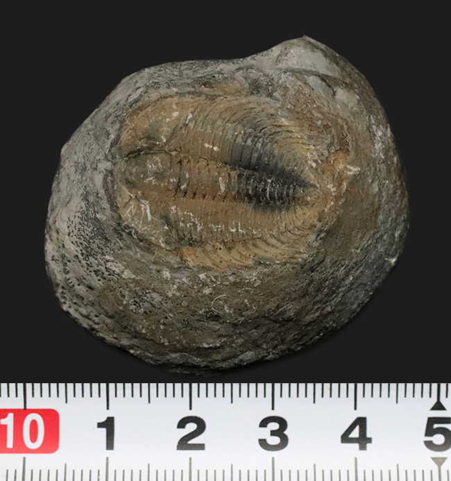 三葉虫化石2 3Dモデル $49 - .max .3ds .c4d .obj .ma - Free3D