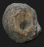 中国湖南省のカンブリア紀の地層から採集された、最古の三葉虫の一つ、レドリキア（Redlichia）の化石