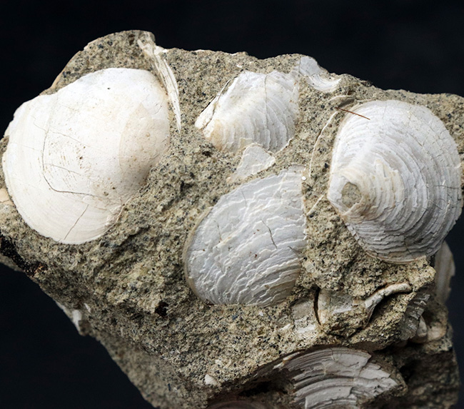 瑞浪層群から発見、採集される代表的な二枚貝、ウソシジミ（Felaniella usta）の群集化石（その1）