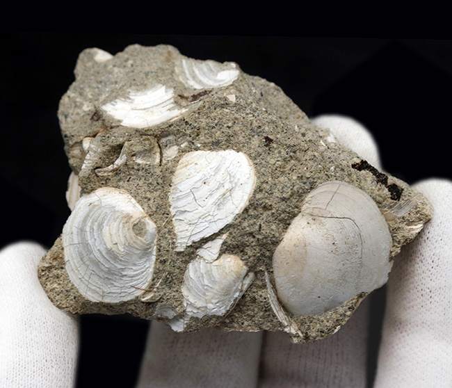 瑞浪層群から発見、採集される代表的な二枚貝、ウソシジミ（Felaniella usta）の群集化石（その2）