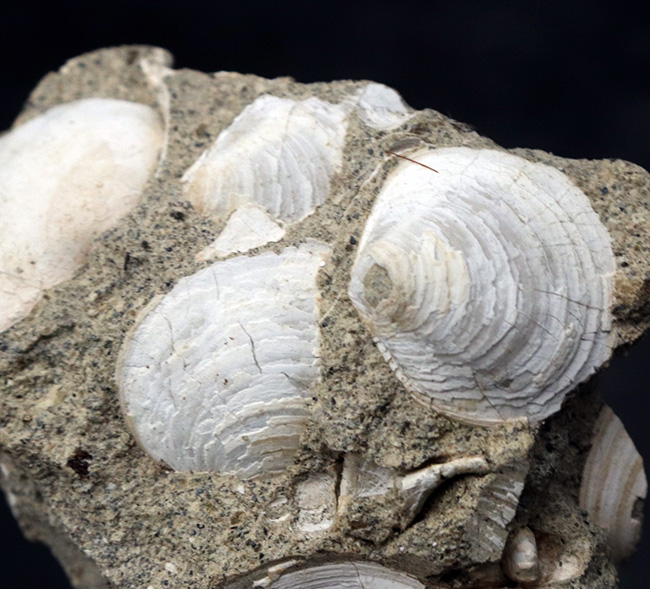 瑞浪層群から発見、採集される代表的な二枚貝、ウソシジミ（Felaniella usta）の群集化石（その3）