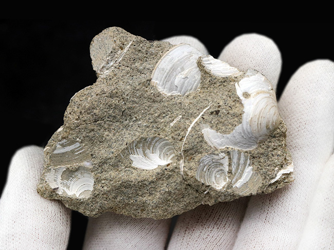 瑞浪層群から発見、採集される代表的な二枚貝、ウソシジミ(Felaniella usta)の群集化石(その4)