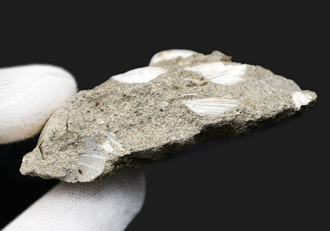 瑞浪層群から発見、採集される代表的な二枚貝、ウソシジミ（Felaniella usta）の群集化石（その5）