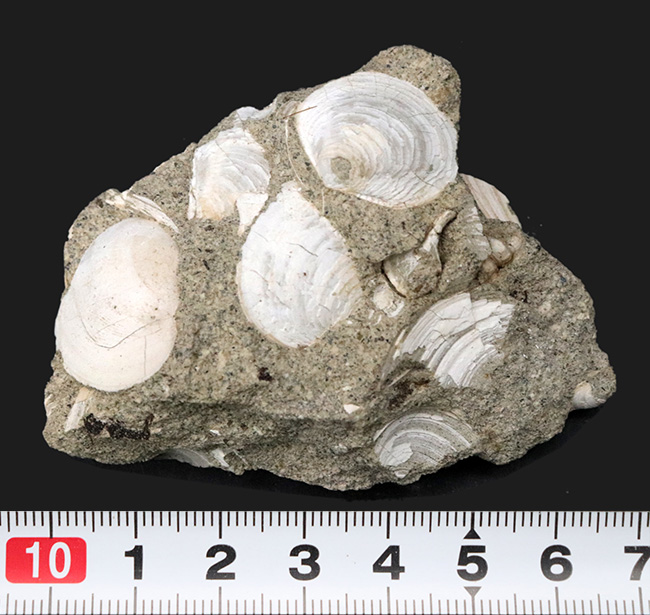 瑞浪層群から発見、採集される代表的な二枚貝、ウソシジミ（Felaniella usta）の群集化石（その6）