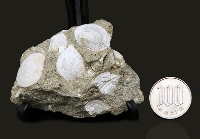 瑞浪層群から発見、採集される代表的な二枚貝、ウソシジミ（Felaniella usta）の群集化石（その7）