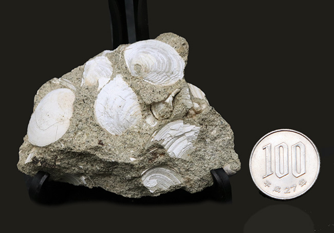 瑞浪層群から発見、採集される代表的な二枚貝、ウソシジミ(Felaniella usta)の群集化石(その7)