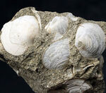 瑞浪層群から発見、採集される代表的な二枚貝、ウソシジミ（Felaniella usta）の群集化石