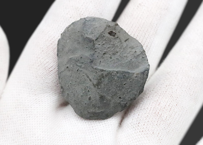 ノジュール＆ネガ＆黄鉄鉱化！情報量が多いドイツ・ニュルンベルク産の