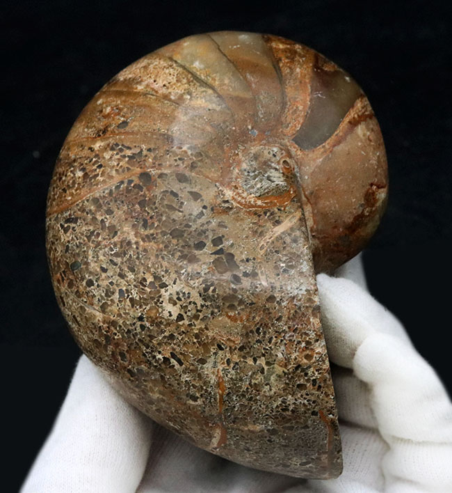 まるまると太ったふくよかな個体！マダガスカル産の立派なオウムガイの化石（その1）