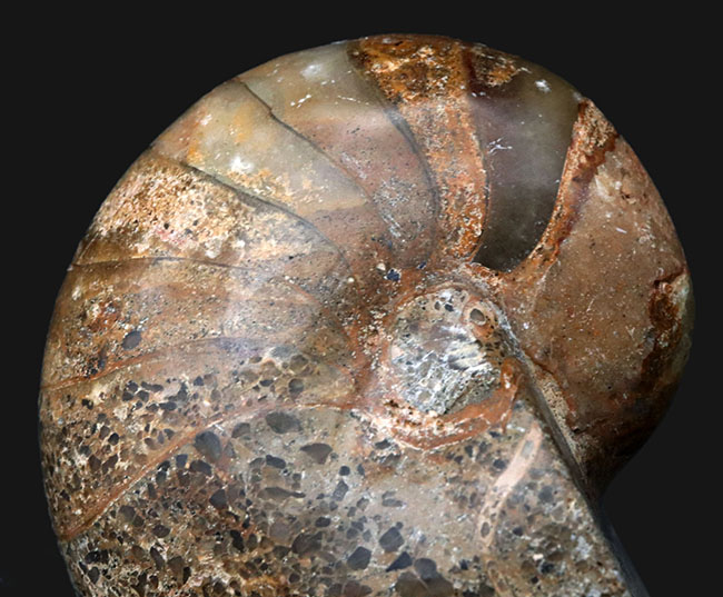 まるまると太ったふくよかな個体！マダガスカル産の立派なオウムガイの化石（その2）