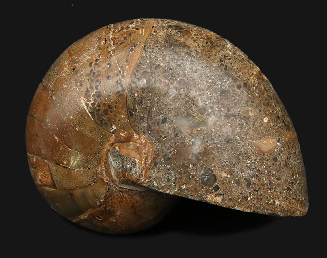 まるまると太ったふくよかな個体！マダガスカル産の立派なオウムガイの化石（その3）