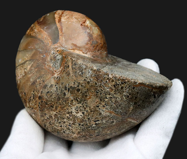 まるまると太ったふくよかな個体！マダガスカル産の立派なオウムガイの化石（その5）