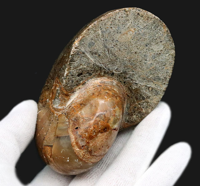 まるまると太ったふくよかな個体！マダガスカル産の立派なオウムガイの化石（その6）