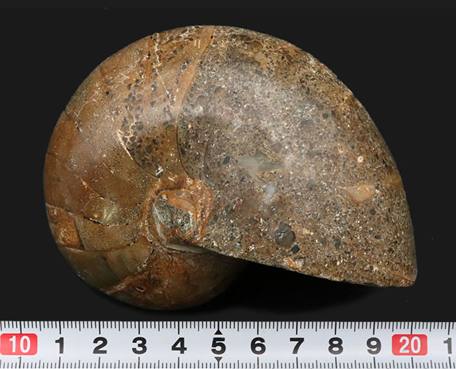 まるまると太ったふくよかな個体！マダガスカル産の立派なオウムガイの化石（その7）