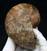 まるまると太ったふくよかな個体！マダガスカル産の立派なオウムガイの化石