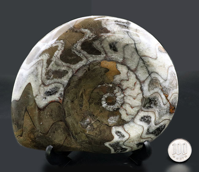 ビッグサイズ！１５センチを超えるゴニアタイト（Goniatite）の美化石。アンモナイトの祖先（その10）