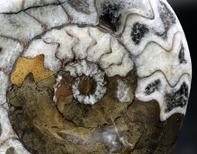 ゴニアタイトアンモナイト 直径最大部146ミリもある大判標本！模様も美しい！古生代デボン