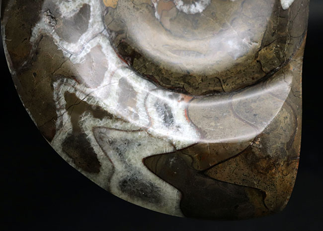 ビッグサイズ！１５センチを超えるゴニアタイト（Goniatite）の美化石。アンモナイトの祖先（その5）