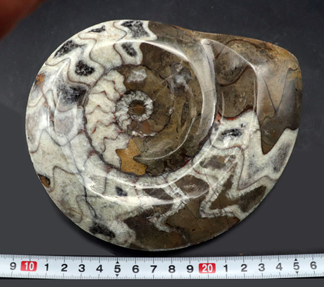 ビッグサイズ！１５センチを超えるゴニアタイト（Goniatite）の美化石。アンモナイトの祖先（その9）