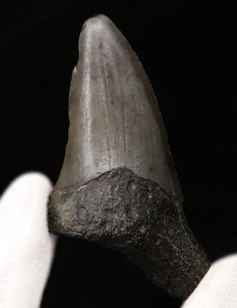 サービスプライス！米国フロリダ州産、古代に生息していたネズミザメ類（Shark）の歯化石（その1）