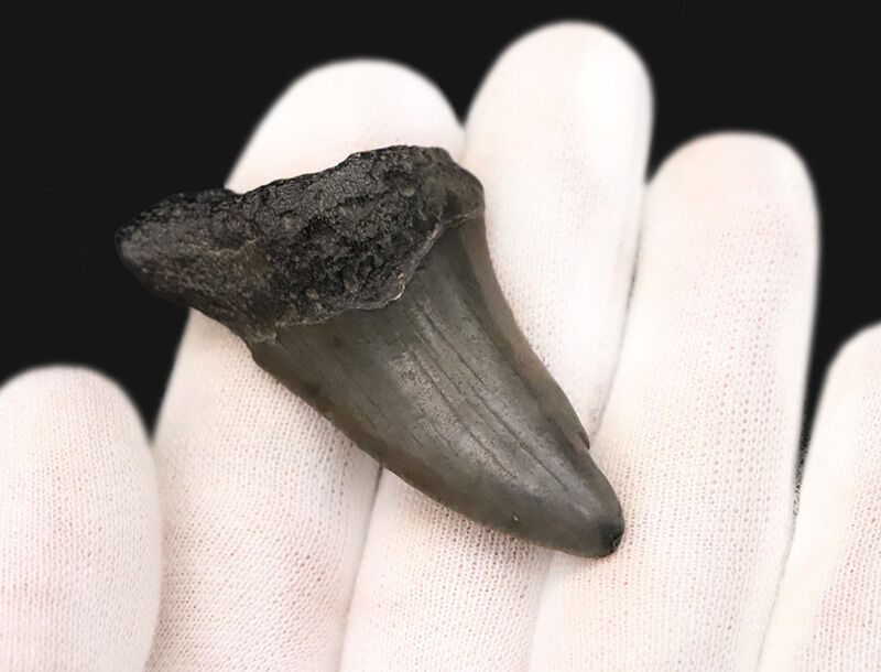 サービスプライス！米国フロリダ州産、古代に生息していたネズミザメ類（Shark）の歯化石（その2）