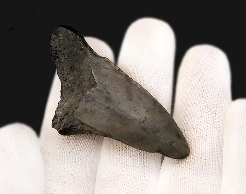 サービスプライス！米国フロリダ州産、古代に生息していたネズミザメ類（Shark）の歯化石（その3）