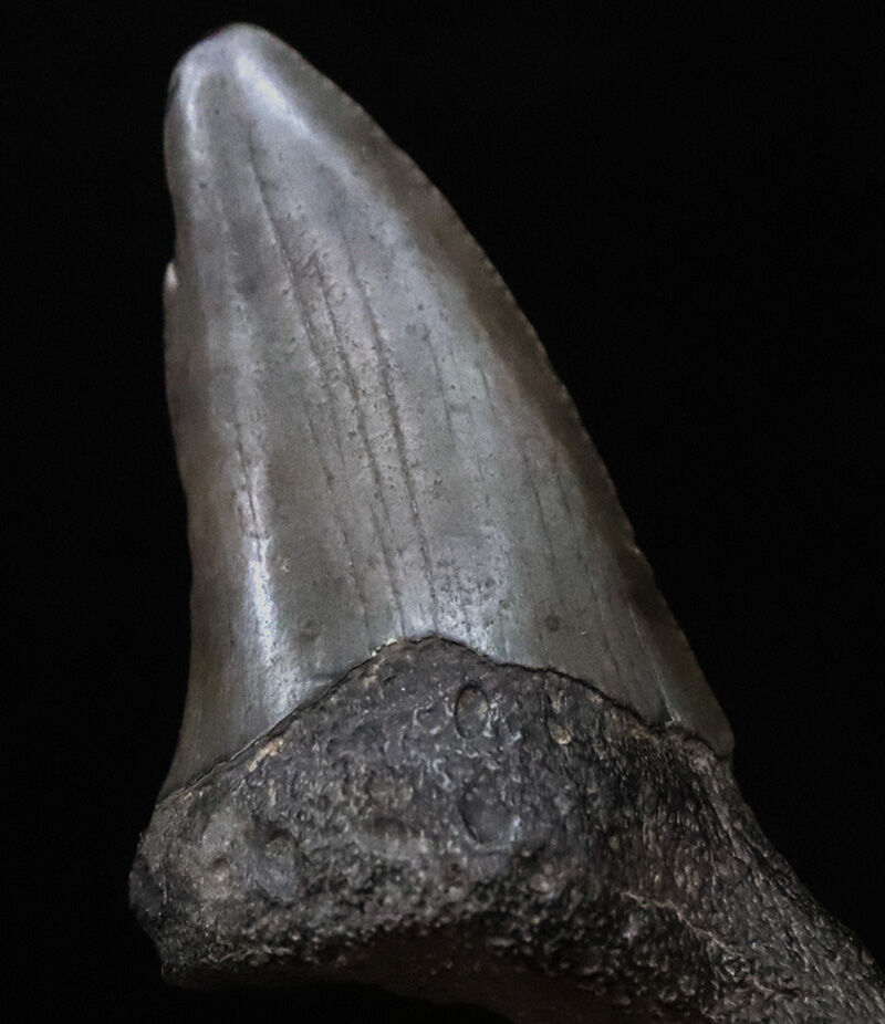 サービスプライス！米国フロリダ州産、古代に生息していたネズミザメ類（Shark）の歯化石（その4）