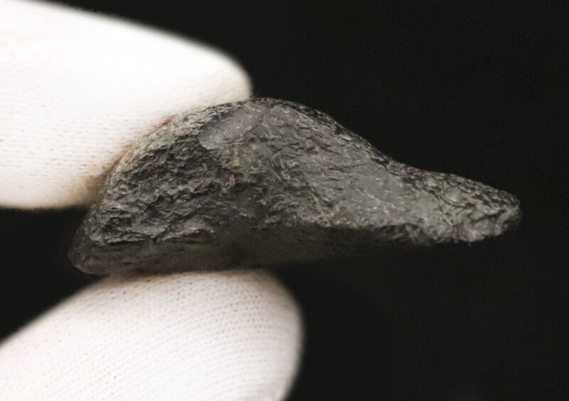 サービスプライス！米国フロリダ州産、古代に生息していたネズミザメ類（Shark）の歯化石（その5）