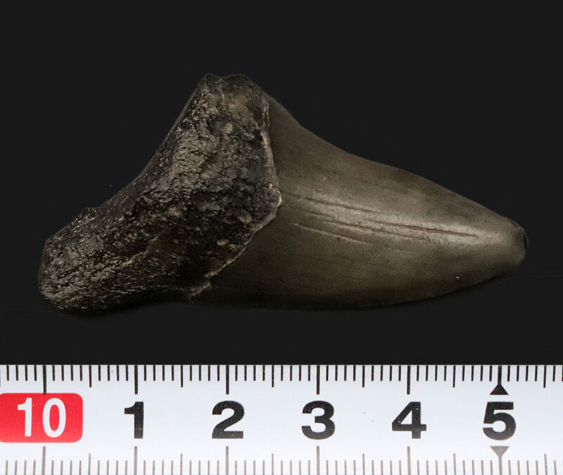 サービスプライス！米国フロリダ州産、古代に生息していたネズミザメ類（Shark）の歯化石（その6）